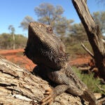 Los dragones barbudos «salen del armario» por el cambio climático