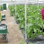La Junta pretende que cada haya más mujeres en el sector agroalimentario de Castilla y León
