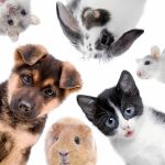 Recuerde, los animales no son juguetes