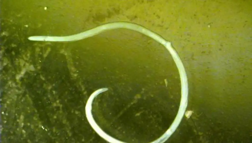 Un nuevo método permite detectar los anisákidos en cualquier producto pesquero, desde un pescado entero, fresco o congelado, hasta conservas y surimi / SINC