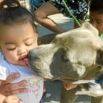 Sasha con su pequeña amiga. Los Pitbull tienen un fuerte instinto maternal con los niños.