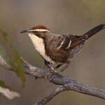 Un gárrulo coronirrufo o ‘Pomatostomus ruficeps’