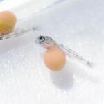 Estos peces son especialmente resistentes a los cambios ambientales y tienen la capacidad de la regeneración dental.