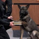 Piden un Turno especial de Defensa y Protección de los Animales en todos los colegios de abogados/ Archivo