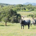 El toro bravo también ayuda al medio ambiente