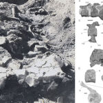 El estudio se publicó en la revista científica Journal of Vertebrate Paleontology.