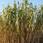La caña (Arundo donax) es una planta invasora capaz de crecer y reproducirse en un amplia franja de condiciones ambientales
