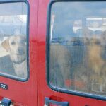 Las altas temperaturas que se alcanzan en un vehículo pueden llegar a ser mortales para los animales