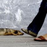 Los perros y los gatos serán considerados «vecinos no humanos» en Trigueros del Valle