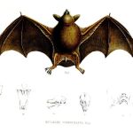 La nueva especie es una variación de los Mystacina tuberculata conocidos hasta ahora