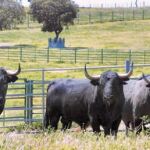 El toro de Madrid, a examen