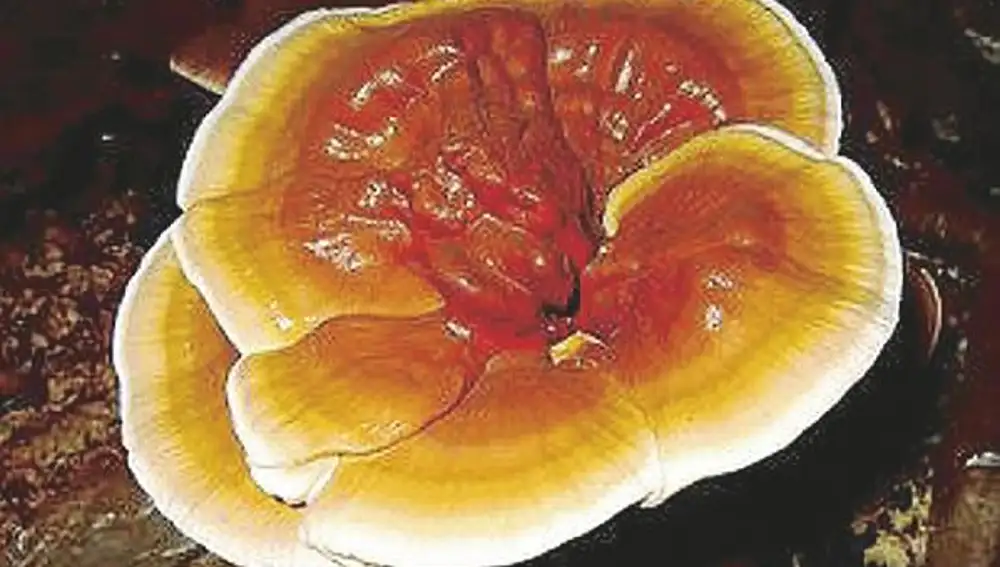 ¿Por qué tengo que comer reishi?