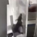Una rata se cuela en una incubadora y muerde a un bebé