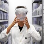 La empresa Oxitec trabaja con mosquitos modificados genéticamente que combatan a los portadores del Zika