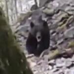 Cara a cara con un oso pardo en León