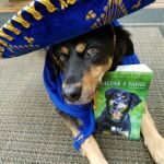 Sadie fue disparada por su dueño y abandonada en la montaña tras alumbrar una camada. Logró salir adelante gracias a sus ganas de superarse y a la entrega de su actual dueña, que nunca perdió la esperanza