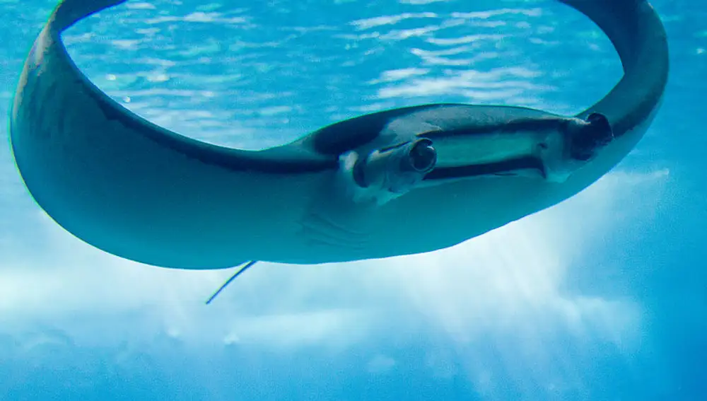 Un ejemplar de mantarraya