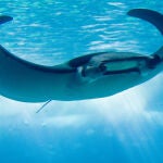 Un ejemplar de mantarraya