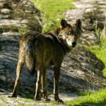 El lbo ha perdido el miedo el hombre y cada vez se acerca más a los núcleos urbanos en busca de alimento