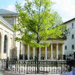Los Quercus robur pueden vivir hasta mil años