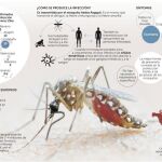 Después del zika, la fiebre amarilla