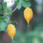 La momordica charantia, conocida como melón amargo, se usa en la medicina natural