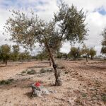 Un punto rojo marca los ejemplares que, a partir del lunes, se talarán y quemarán (o triturarán) en la finca de Villarejo de Salvanés donde el martes un olivo dio positivo en Xylella Fastidiosa