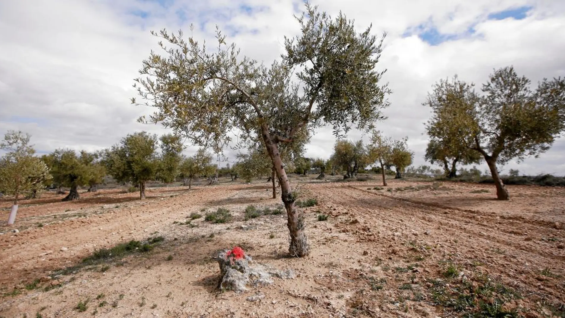 Un punto rojo marca los ejemplares que, a partir del lunes, se talarán y quemarán (o triturarán) en la finca de Villarejo de Salvanés donde el martes un olivo dio positivo en Xylella Fastidiosa