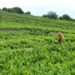 Un peregrino atraviesa los viñedos de la DO de Vinos del Bierzo, en Ponferrada
