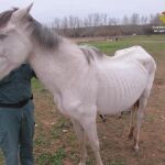 La Guardia Civil localizó este caballo en situación de abandono