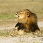 El león Cecil era un icono en Zimbabue
