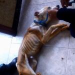 El Seprona hizo 12.400 actuaciones contra el maltrato animal en 2016