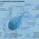 Vitrificar espermatozoides, más efectivo que congelar