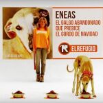 El galgo comiendo del recipiente que eligió como «ganador»