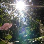 Un bosque tropical en Puerto Rico