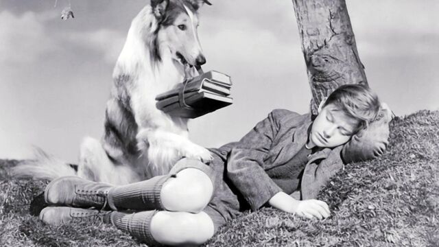 Perros que se comen la gran pantalla
