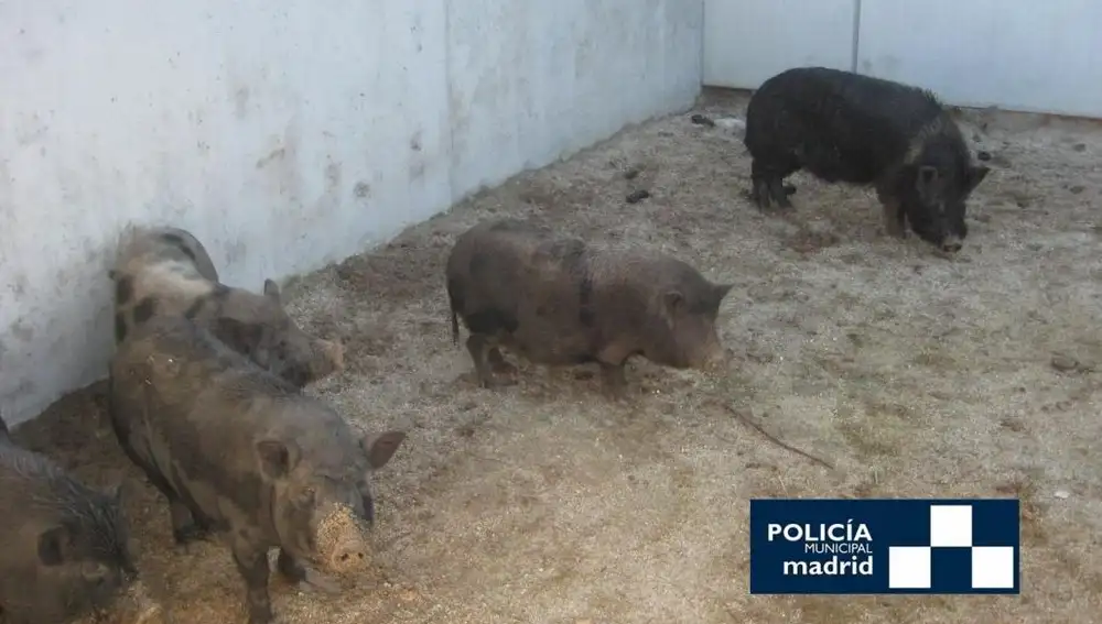 Cerdos vietnamitas incautados por la Policía de Madrid