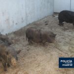 Cerdos vietnamitas incautados por la Policía de Madrid