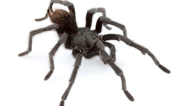 Macho adulto de Aphonopelma johnnycashi, tarántula llamada en honor al cantante estadounidense Johnny Cash, es una de las 14 nuevas especies descubiertas en EE UU