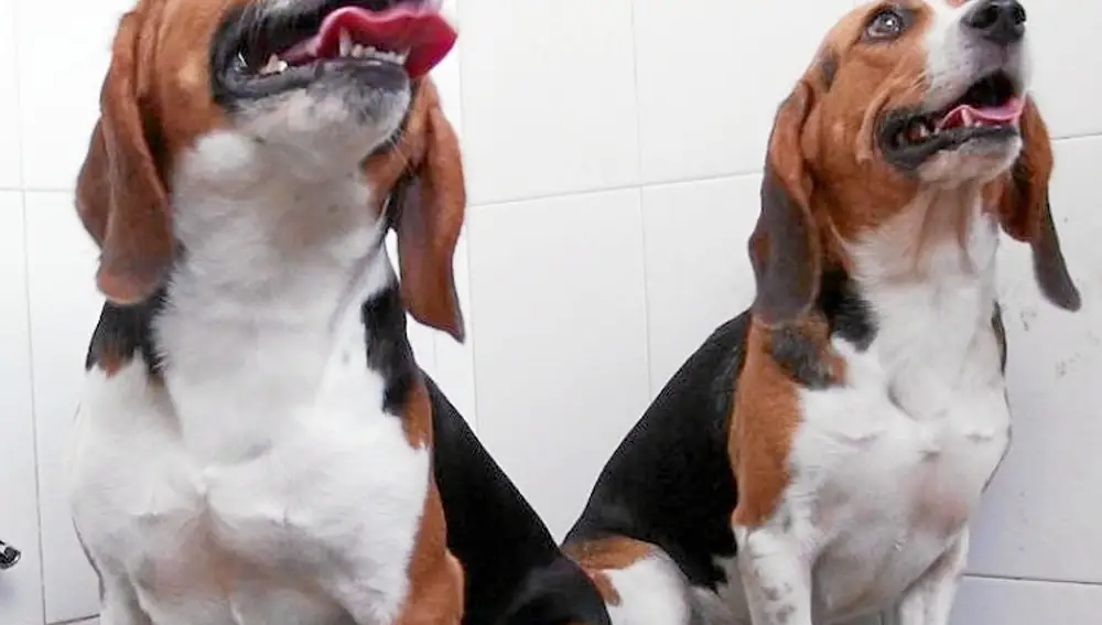 Dos perros beagle, raza que han manipulado genéticamente