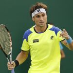 David Ferrer