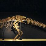 Antes del impacto del meteorito, los dinosaurios ya estaban desapareciendo a un ritmo mayor que las especies no dinosaurianas