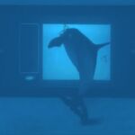 Uno de los delfines reaccionando ante la pantalla