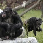 Chimpancés, en una imagen de archivo