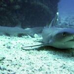 Tiburones en la Isla de Coco (Costa Rica)