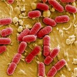 Bacterias vistas al microscopio