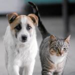 Los felinos son más reacios al contacto en situaciones desconocidas