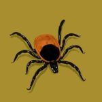 La especie de garrapata analizada, la ‘Ixodes scapularis’