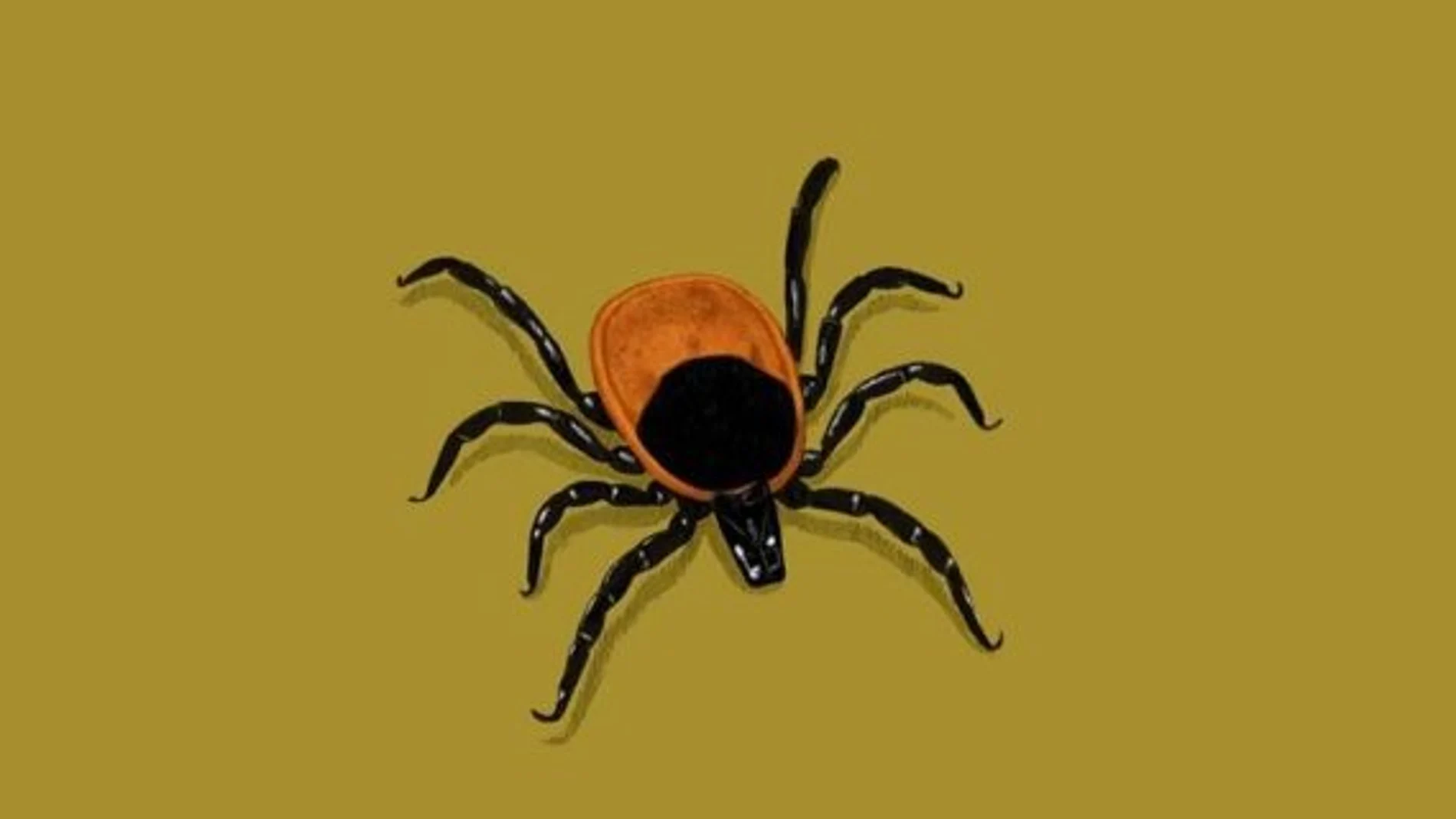 La especie de garrapata analizada, la ‘Ixodes scapularis’