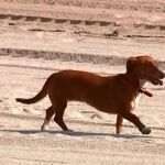 Empieza la temporada de playa y termina la de los perros